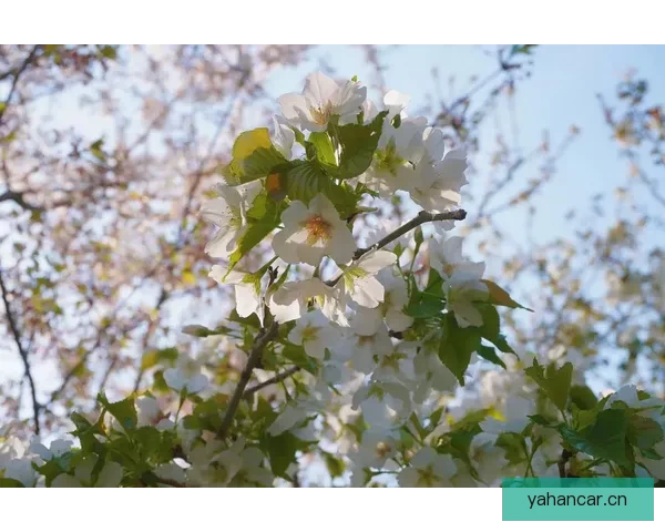 樱花烂漫，情深几许：当光影遇上心动，樱花视频的浪漫邀约